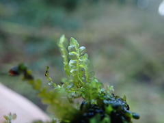 Chiloscyphus polyanthos