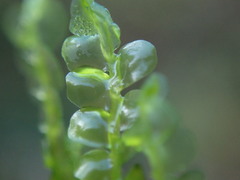 Chiloscyphus polyanthos