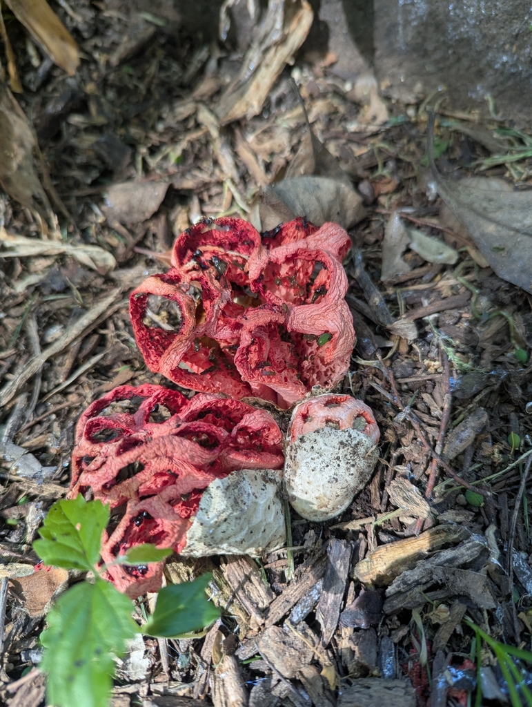 Clathrus ruber · March 2026 · photo: © watcherwoman (iNaturalist, cc0)