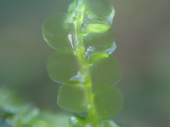 Chiloscyphus polyanthos