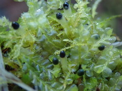 Chiloscyphus polyanthos