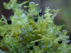 Chiloscyphus polyanthos