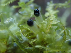 Chiloscyphus polyanthos