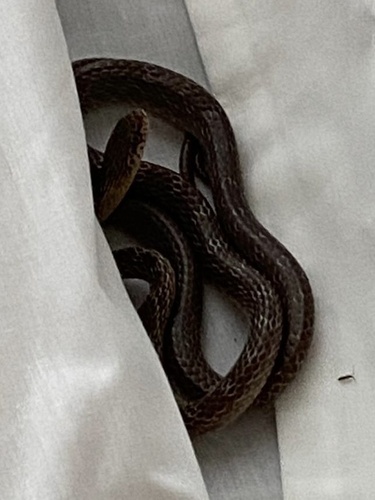 Marbled Tree Snake