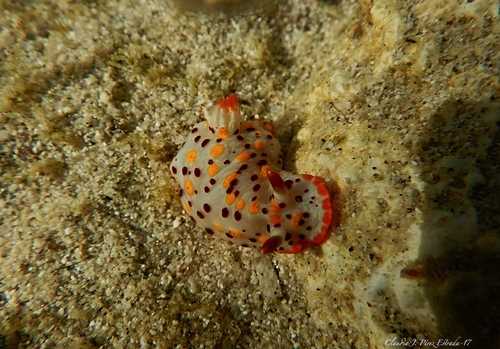 Norris' Chromodorid