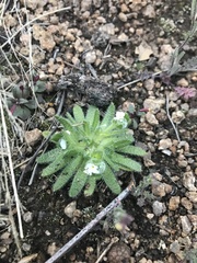 Plagiobothrys scouleri