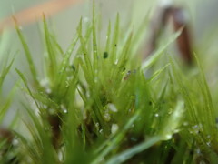 Pohlia longibracteata