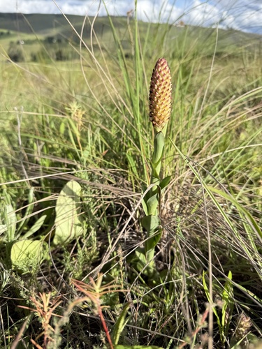 Fragrant Disa