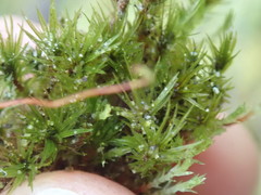 Pohlia longibracteata