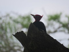 Campephilus leucopogon