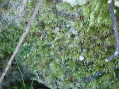 Pohlia longibracteata