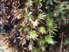 Pohlia longibracteata