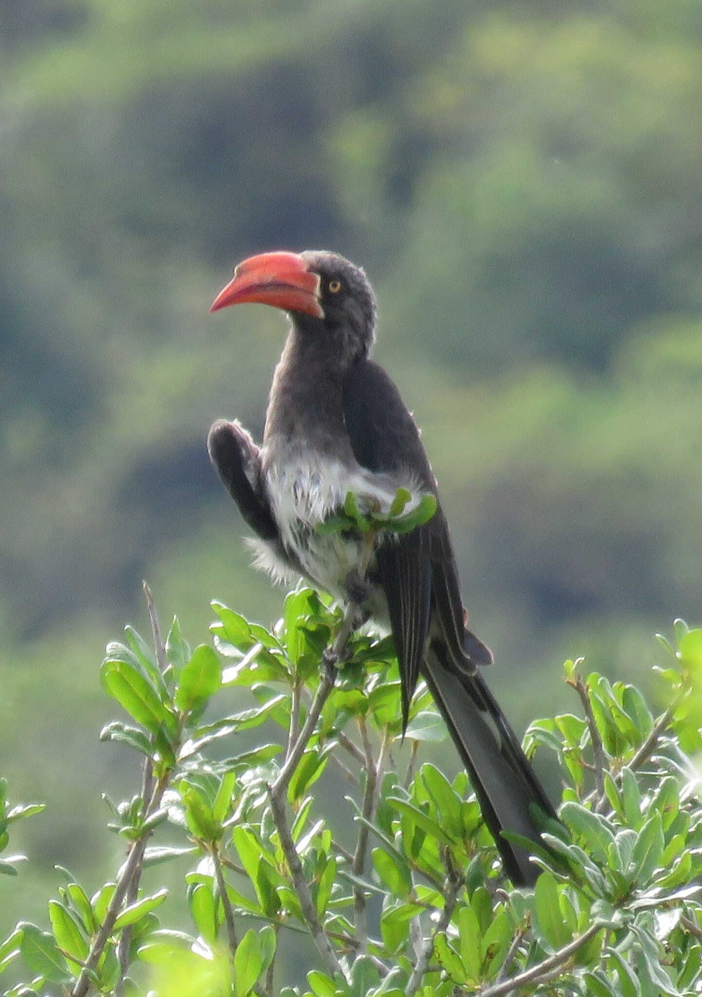 Crowned Hornbill (Lophoceros alboterminatus), photo 9