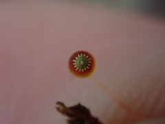 Pohlia longibracteata