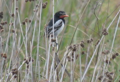Alectrurus risora