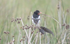 Alectrurus risora