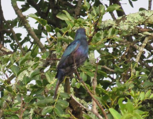 Black-bellied Starling (Notopholia corusca), photo 2