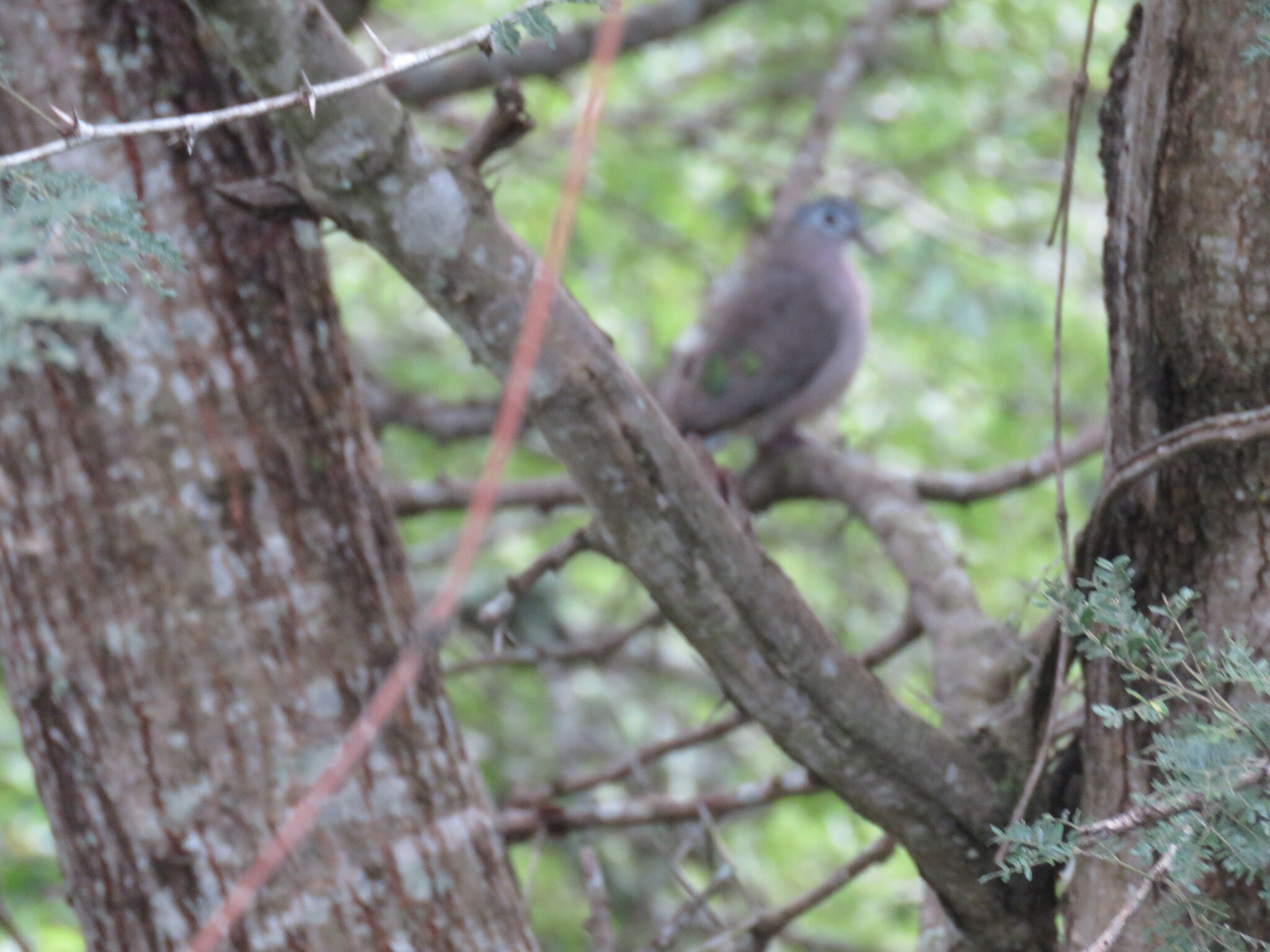 Emerald-spotted Wood Dove (Turtur chalcospilos), photo 5