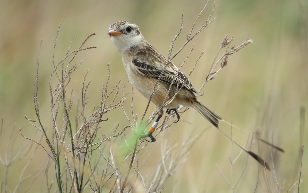 Strange-tailed Tyrant