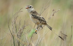 Alectrurus risora