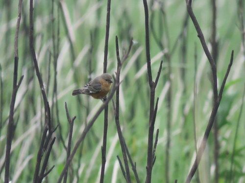 Tawny-bellied Seedeater (Sporophila hypoxantha), photo 8