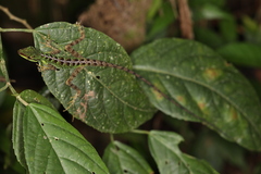 Anolis ventrimaculatus