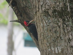 Campephilus leucopogon