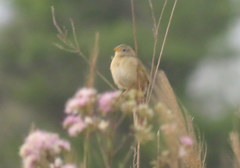 Emberizoides herbicola
