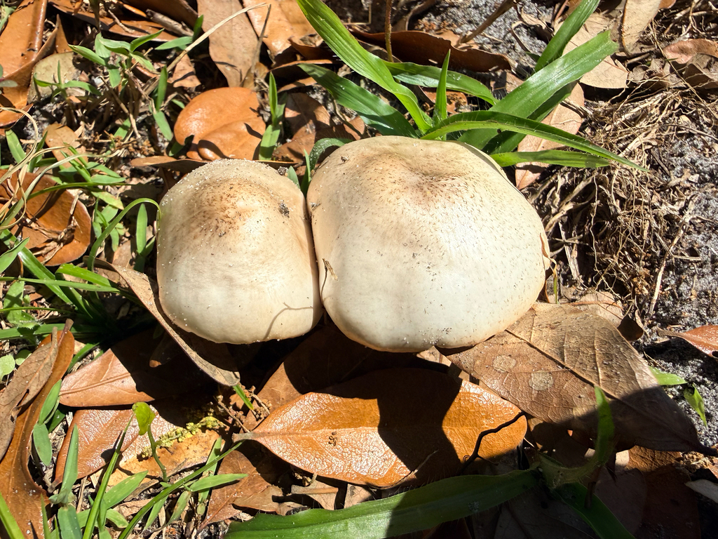 Pluteus petasatus · March 2026 · photo: © melissameadows (iNaturalist, cc-by)