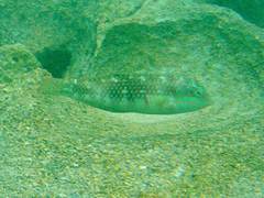 Halichoeres margaritaceus