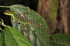 Anolis ventrimaculatus
