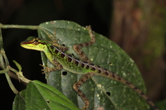 Anolis ventrimaculatus