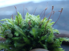 Plagiothecium denticulatum