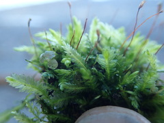Plagiothecium denticulatum