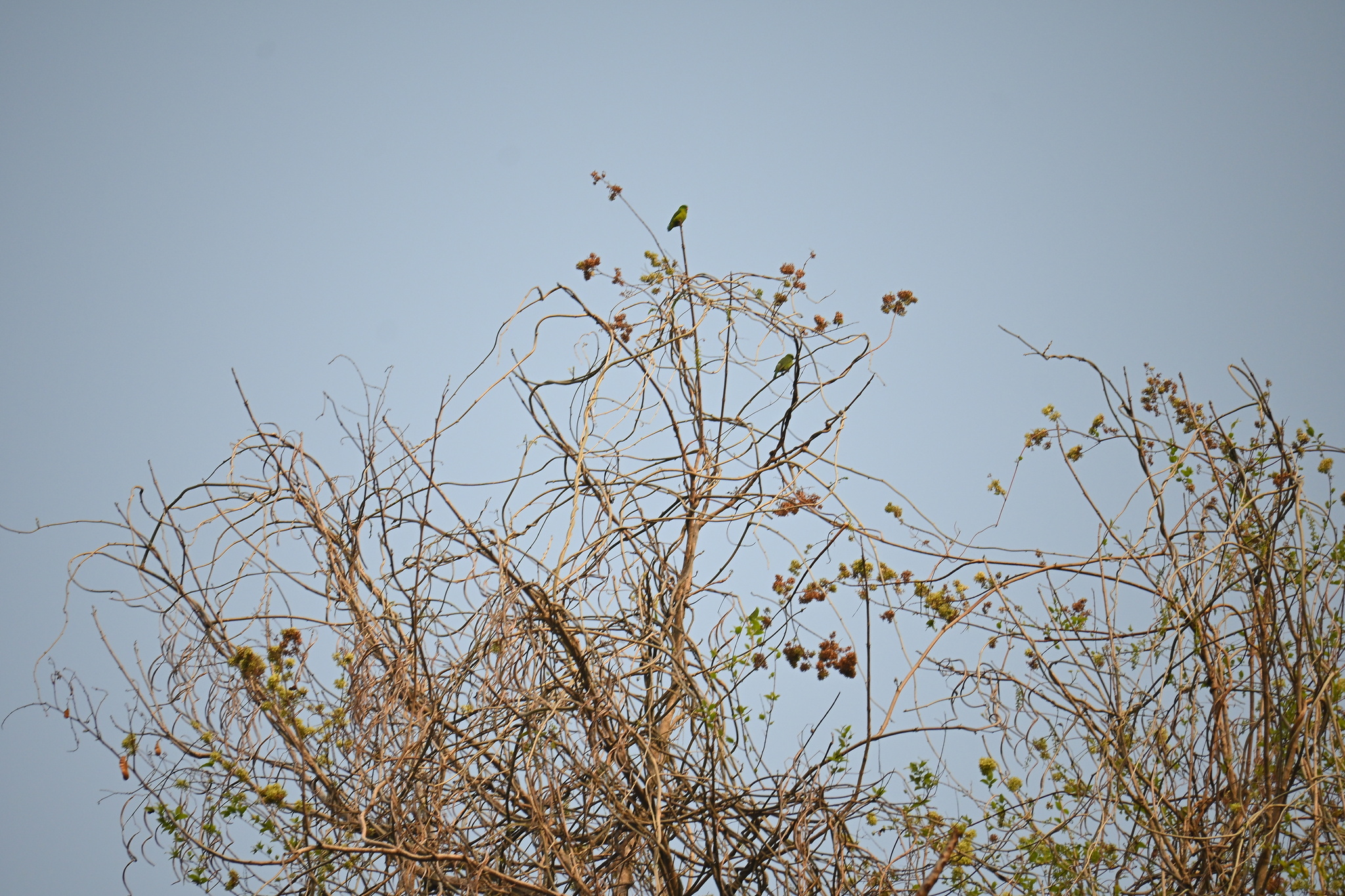Vernal Hanging Parrot (Loriculus vernalis), photo 9