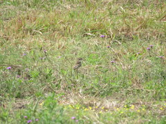 Alectrurus risora