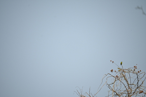 Vernal Hanging Parrot (Loriculus vernalis), photo 8