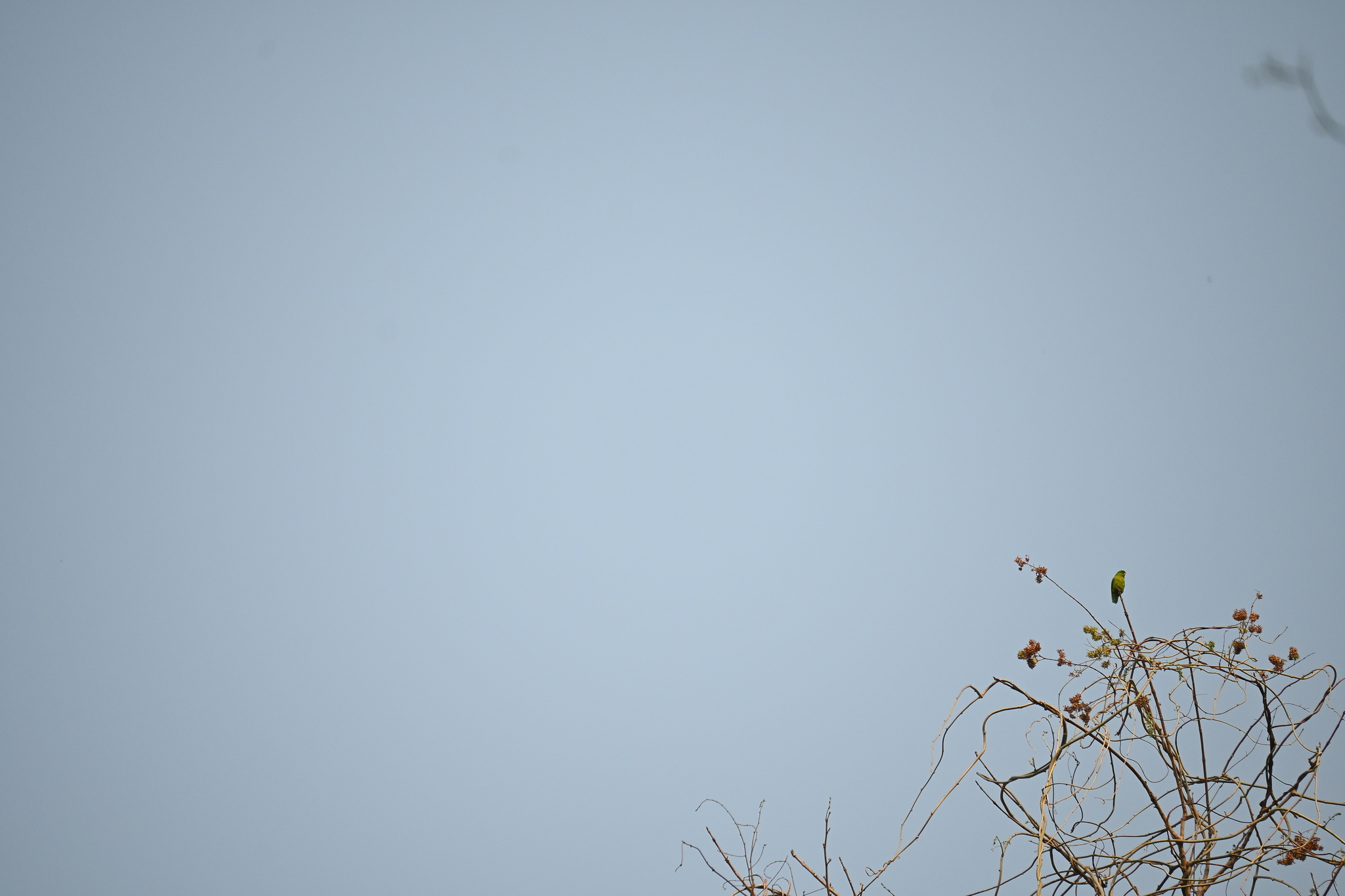 Vernal Hanging Parrot (Loriculus vernalis), photo 10