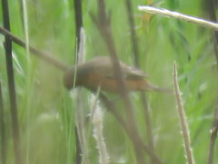Sporophila hypoxantha