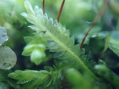 Plagiothecium denticulatum