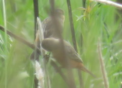Sporophila hypoxantha