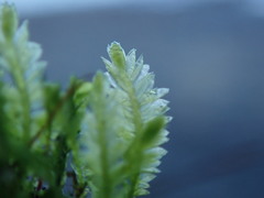 Plagiothecium denticulatum