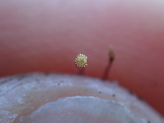 Plagiothecium denticulatum
