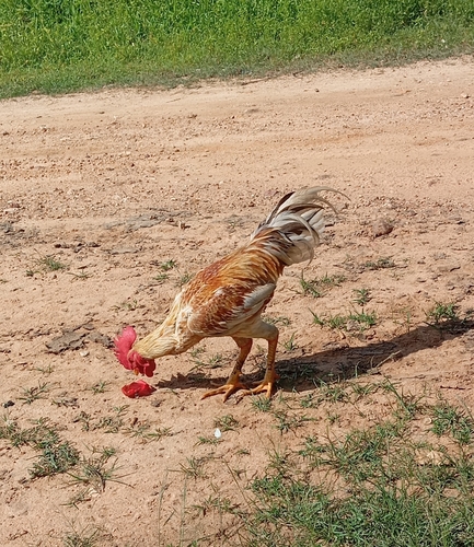 Domestic Chicken