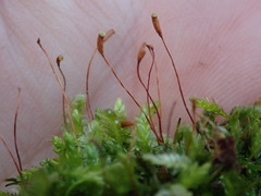Plagiothecium denticulatum
