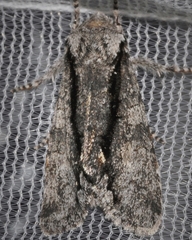 Psaphida electilis