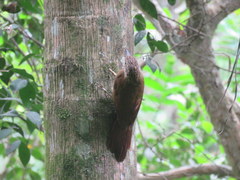 Dendrocolaptes platyrostris