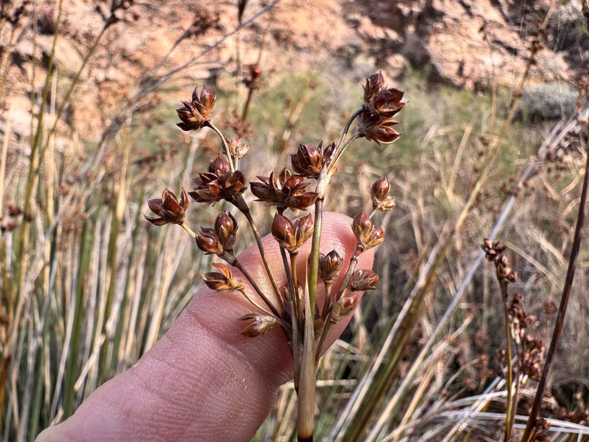 Southwestern Spiny Rush (Juncus acutus)