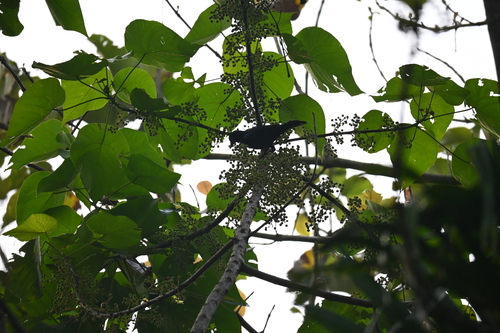 Malabar Whistling Thrush (Myophonus horsfieldii), photo 3