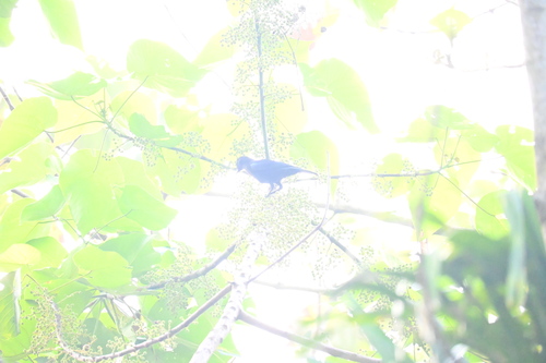 Malabar Whistling Thrush (Myophonus horsfieldii), photo 4